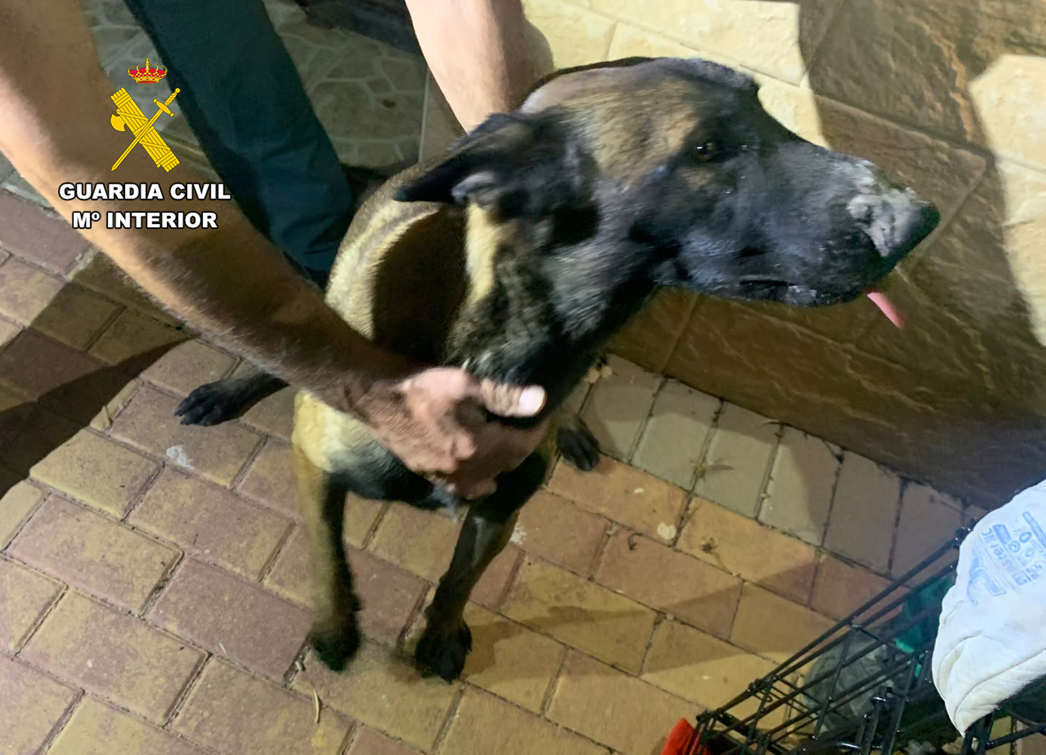 20261008 OP LUNA ABANDONO ANIMAL MULA PN ALHAMA 03