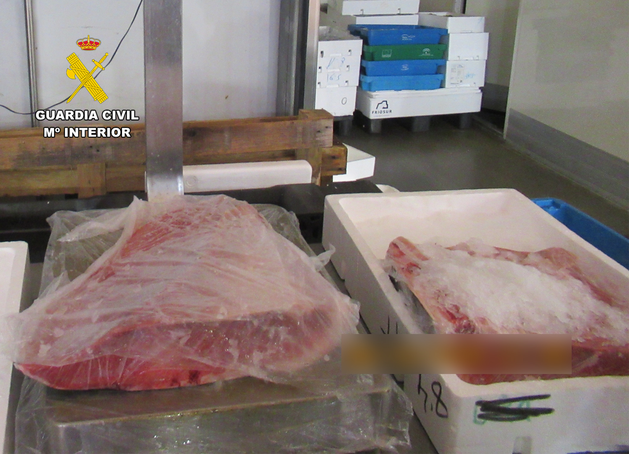 20261016 INFRACCIONES PESCA PACIAP ALCANTARILLA PPN MURCIA 03