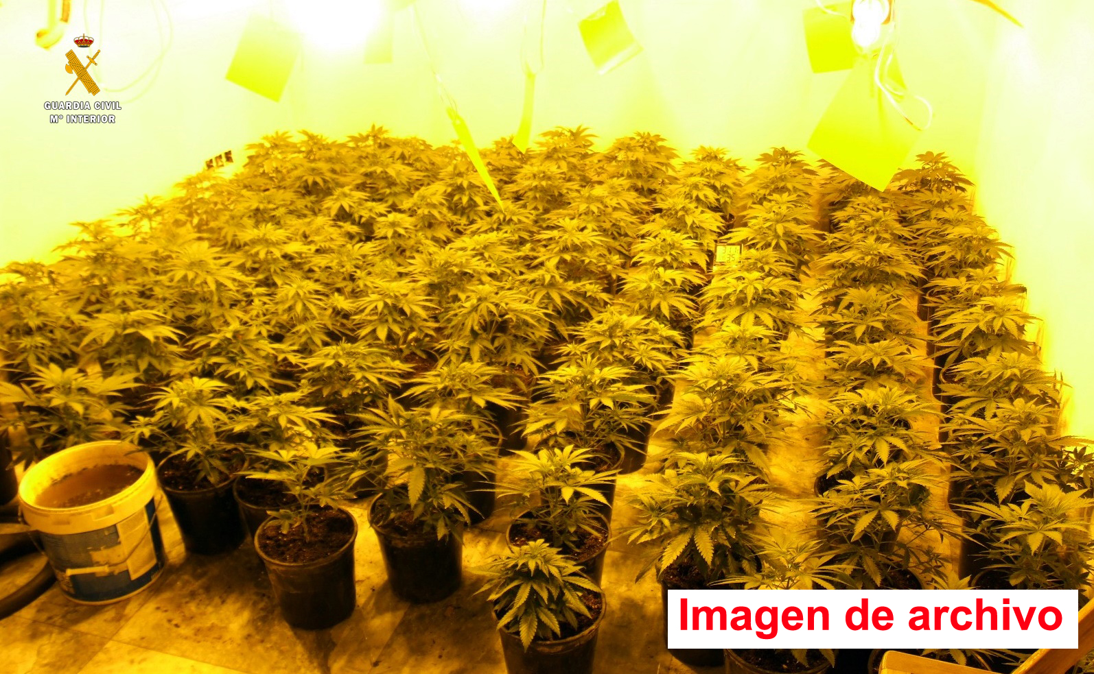 22 almeria plantacion archivo