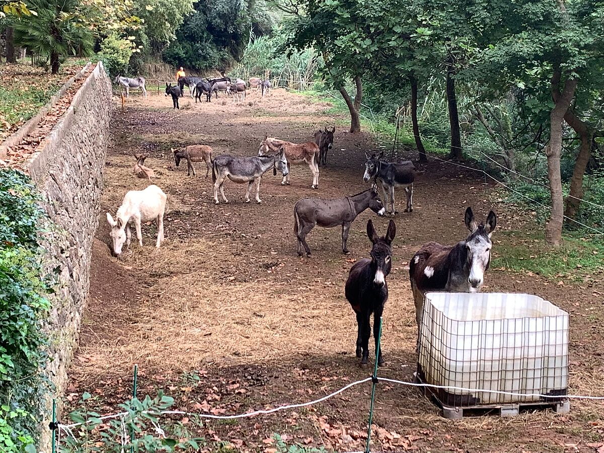 2 burros desert de les palmes