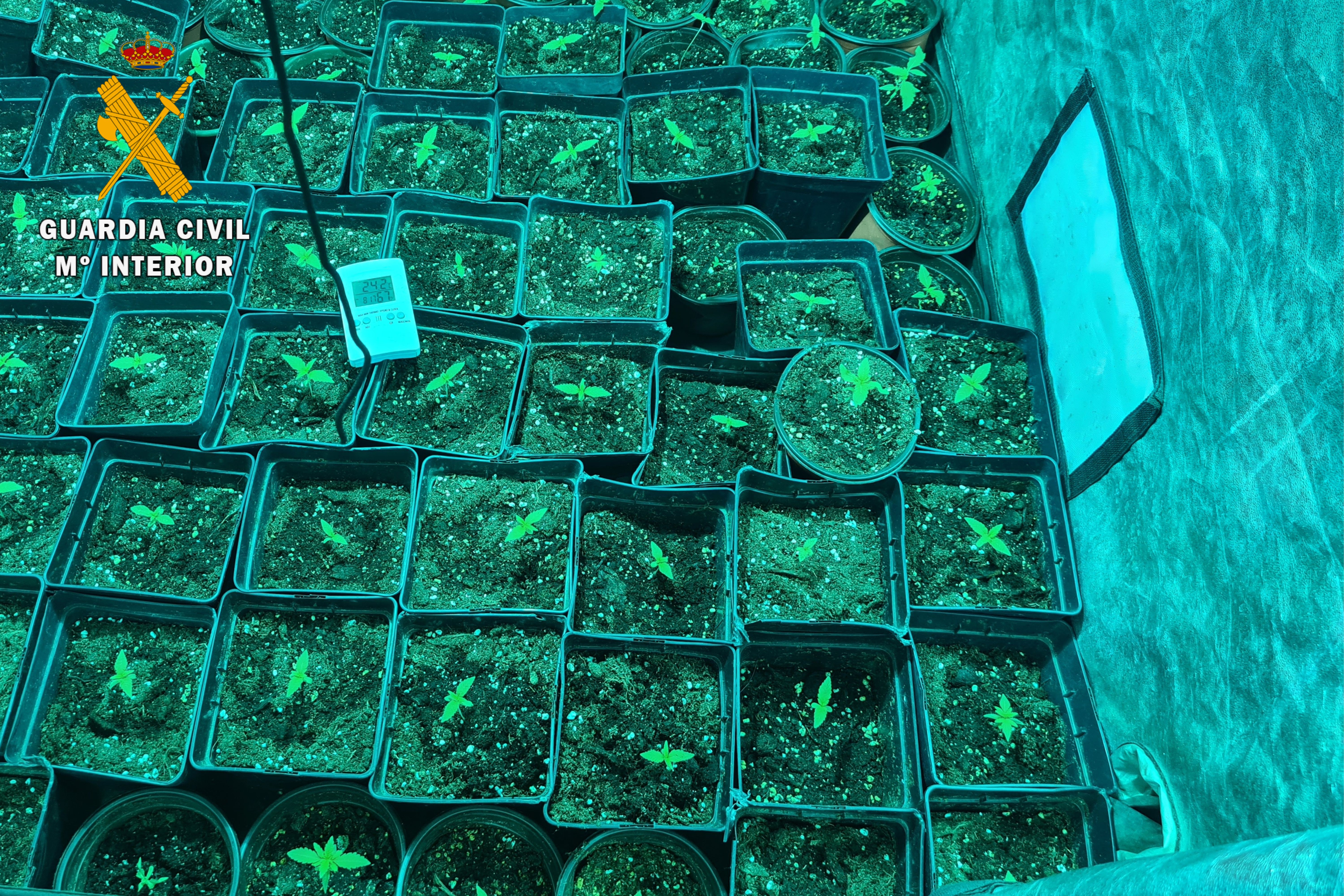 3 plantacion zaragoza