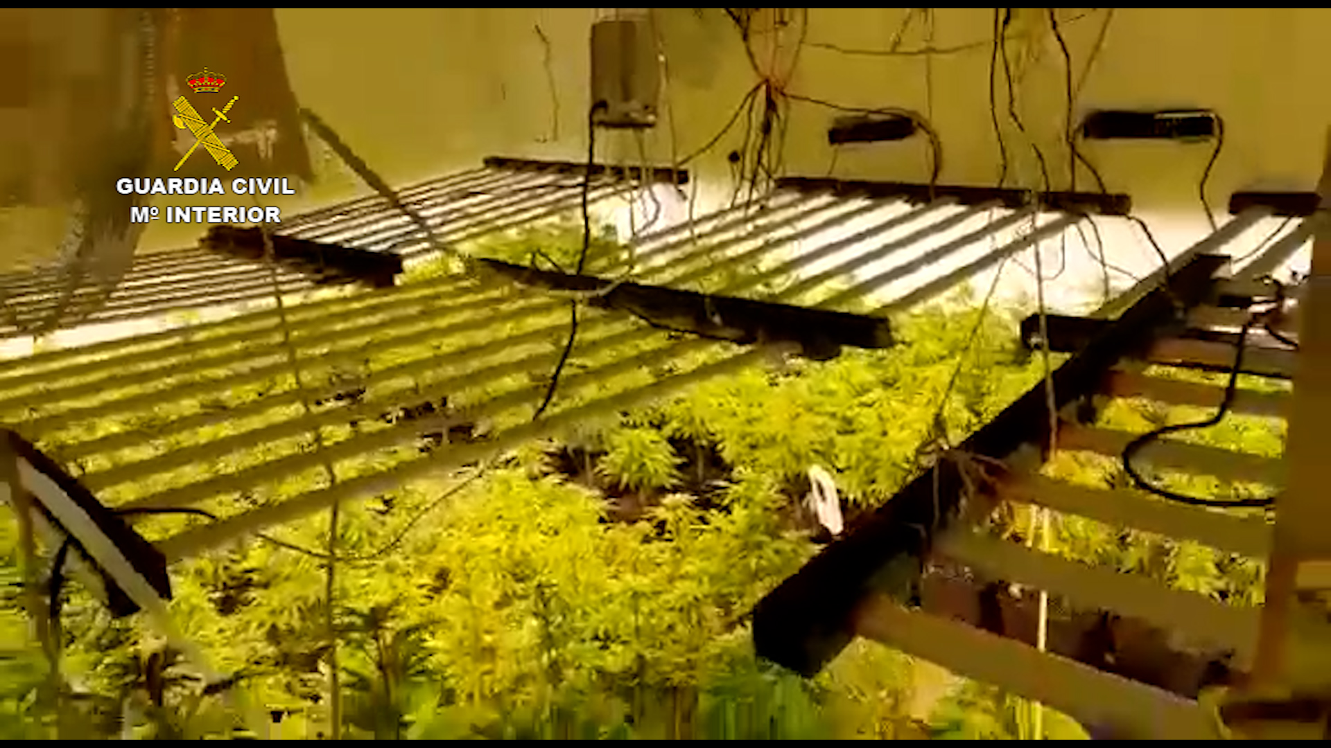 77 plantacion