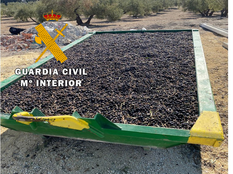 ACEITUNA ROCA JAÉN 2