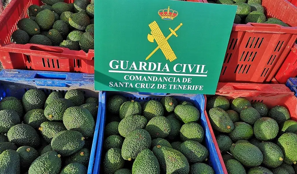 Aguacates.jpeg