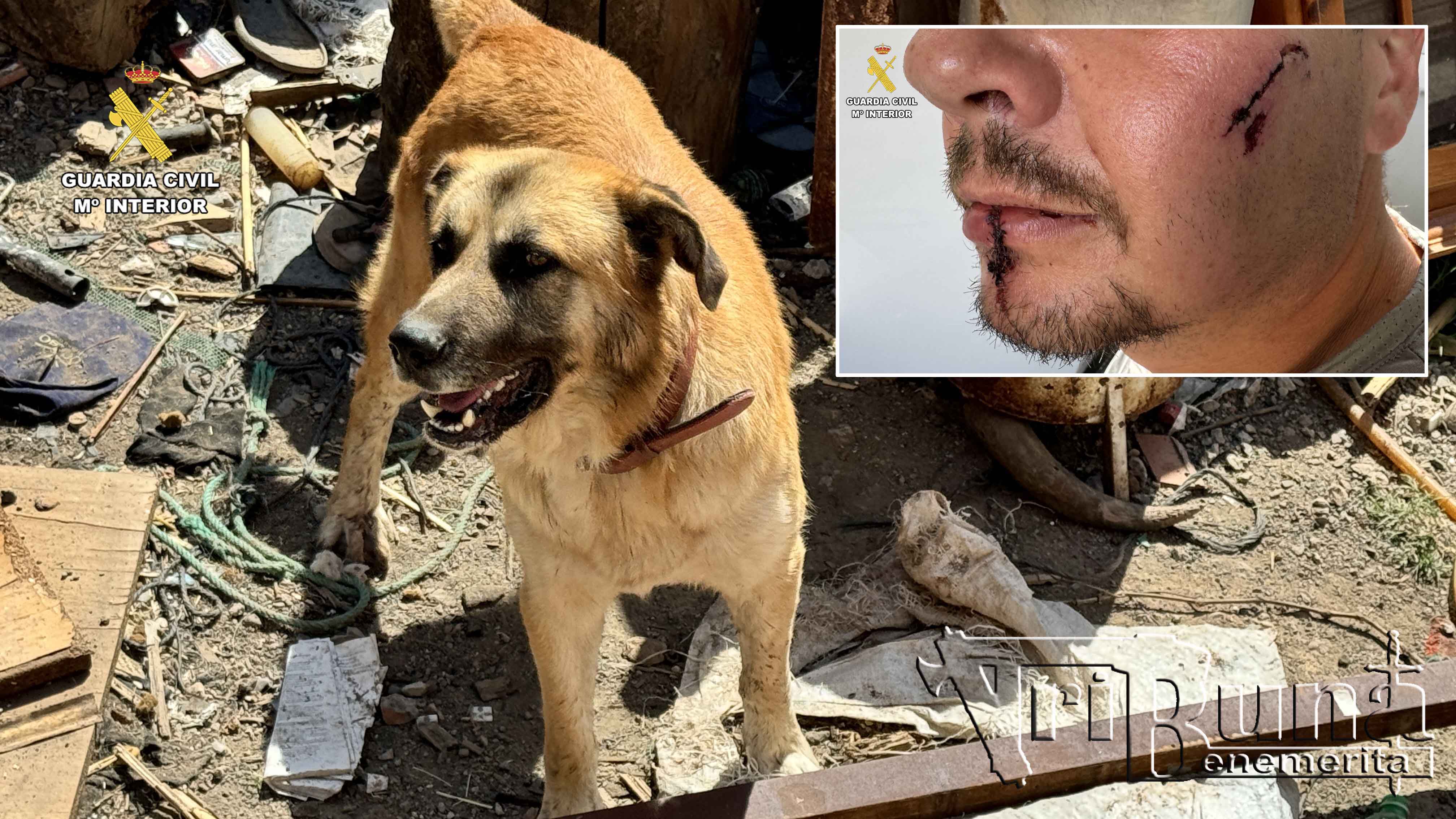 Ataque perro a peregrino 2