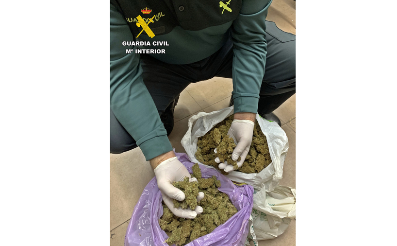 COGOLLOS MARIHUANA