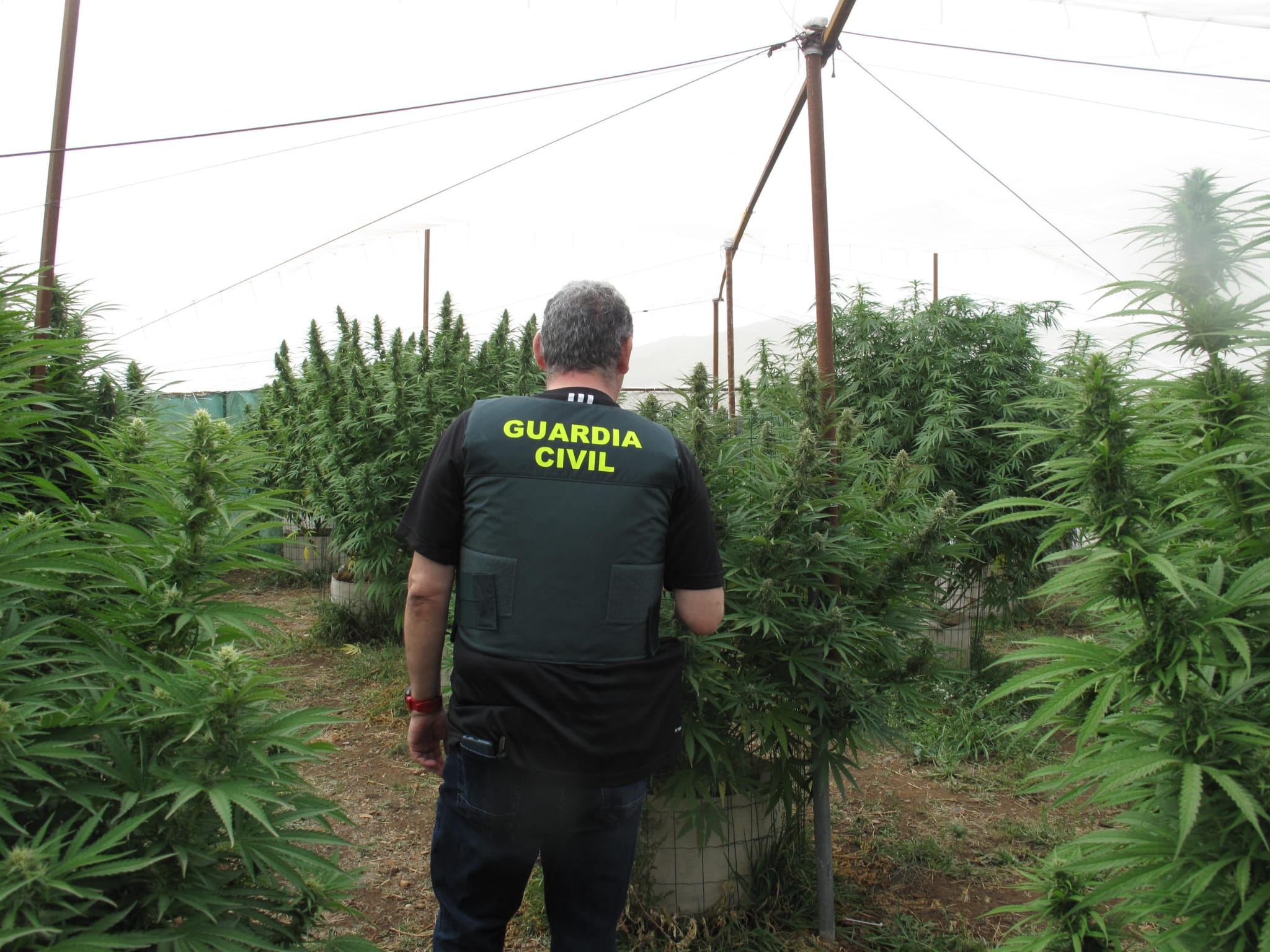 Cannabis Caniles nota 7 9 2023