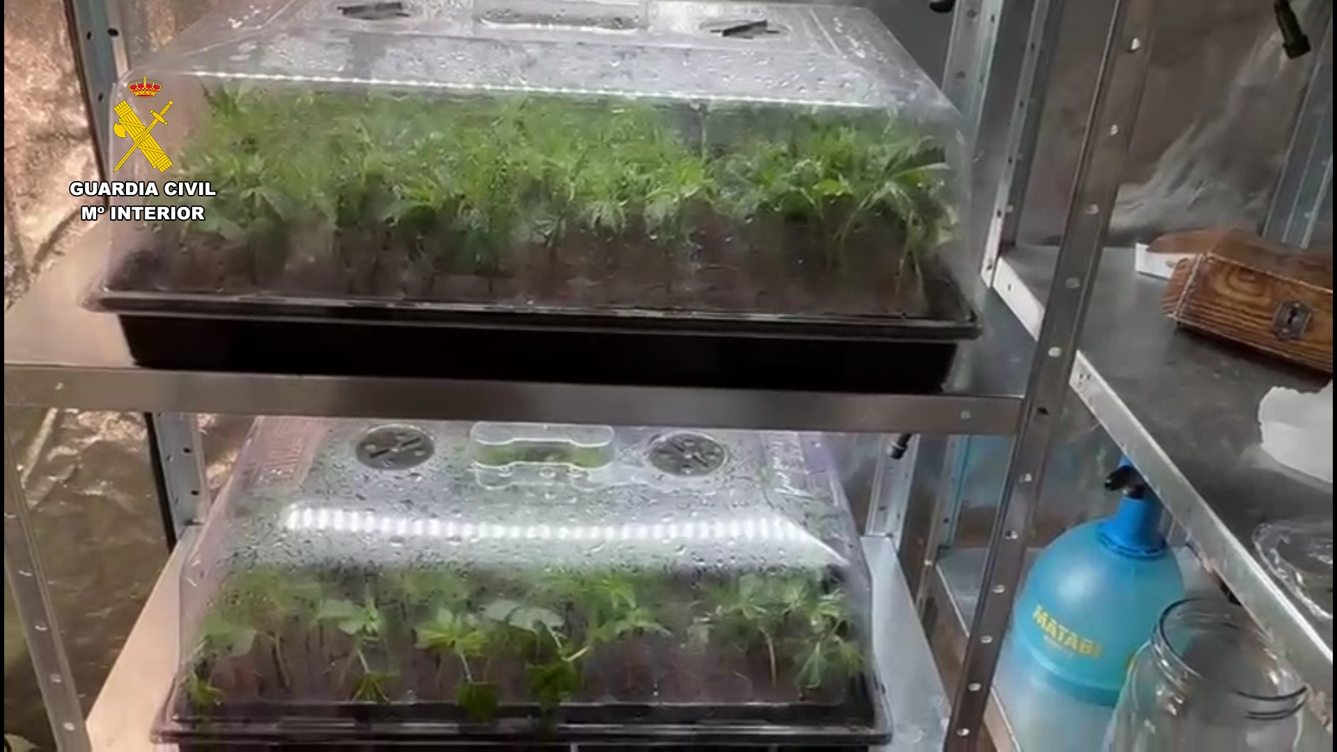 Detenidos cultivo indor 1