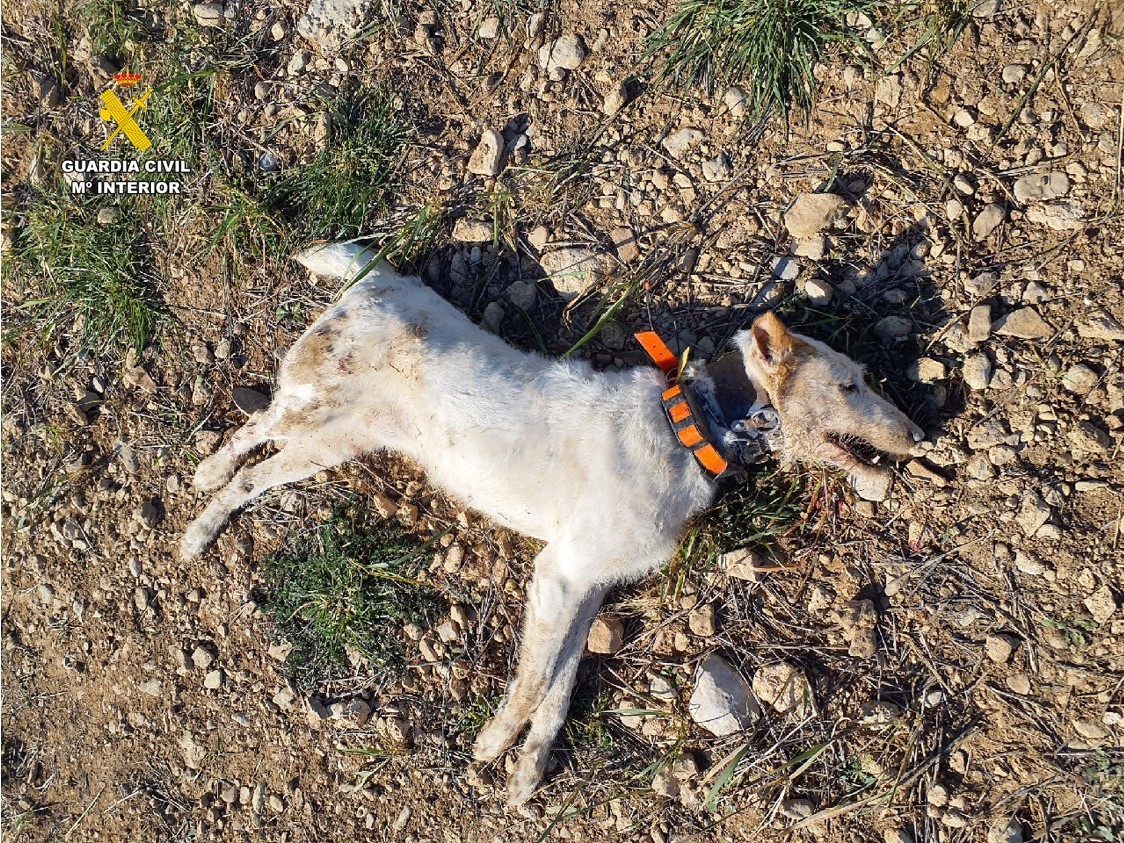 Estado en el que se encontró uno de los perros