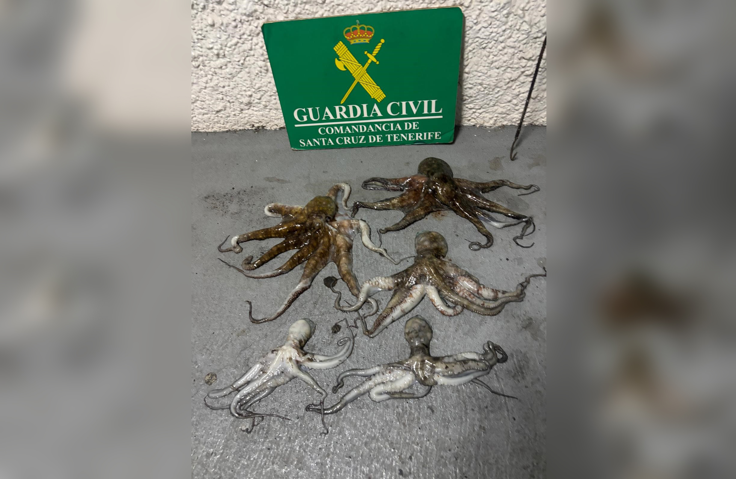 FOTOGRAFÍA PESCA ILEGAL PULPO