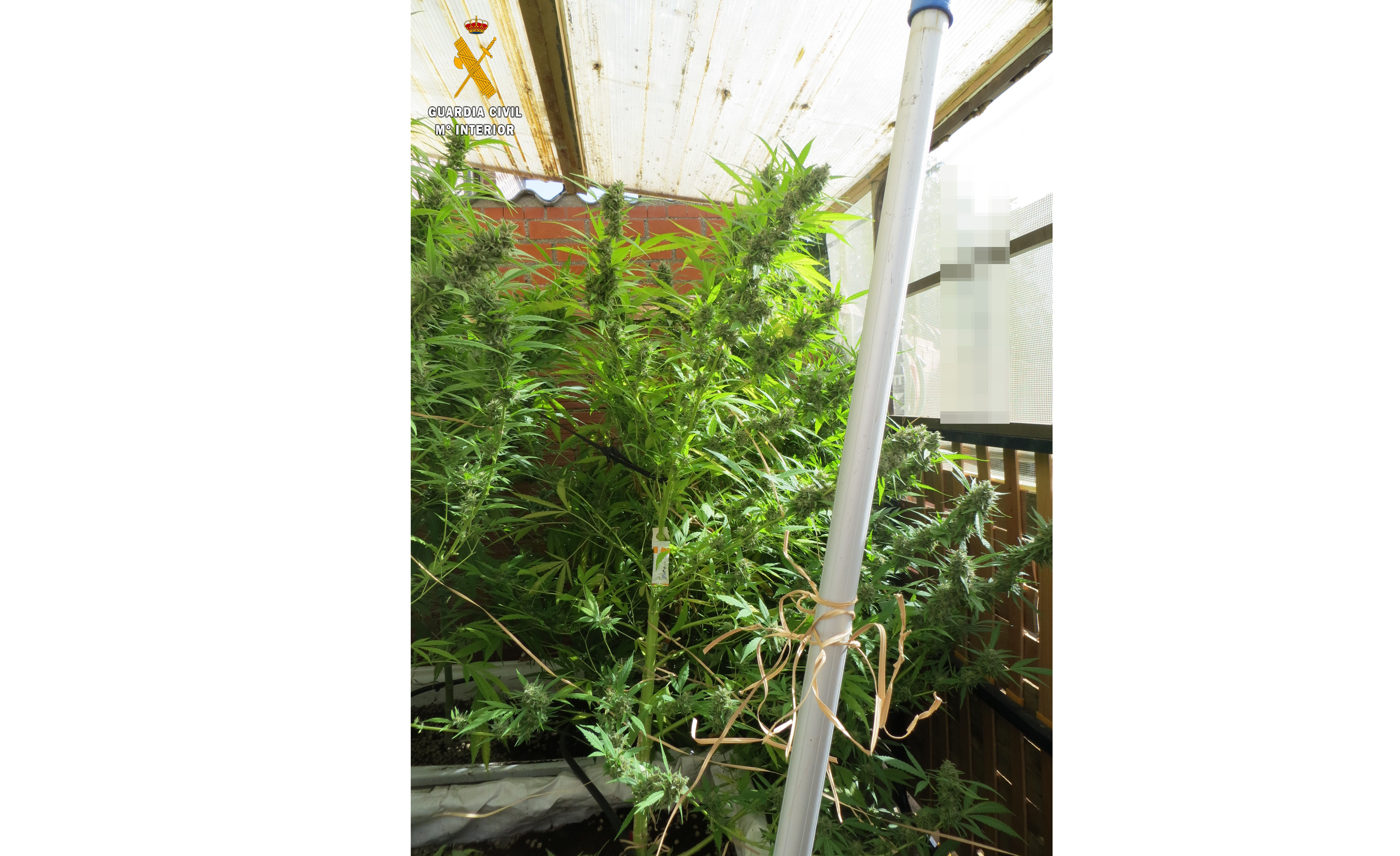 FOTO 1 plantacion