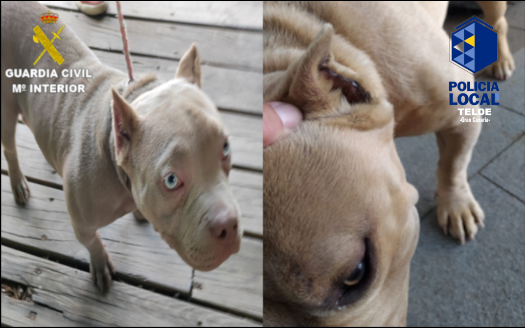 FOTO PERROS