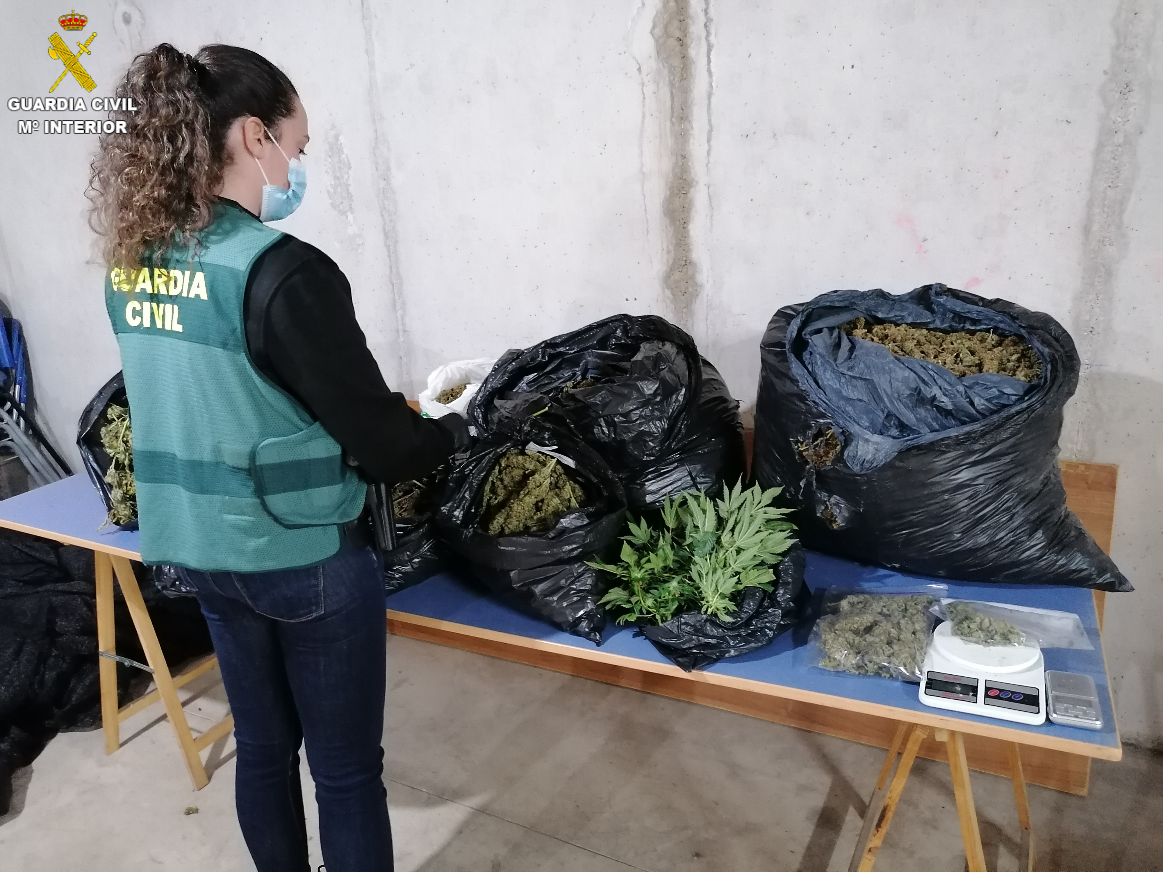 FOTO valencia marihuana incautada