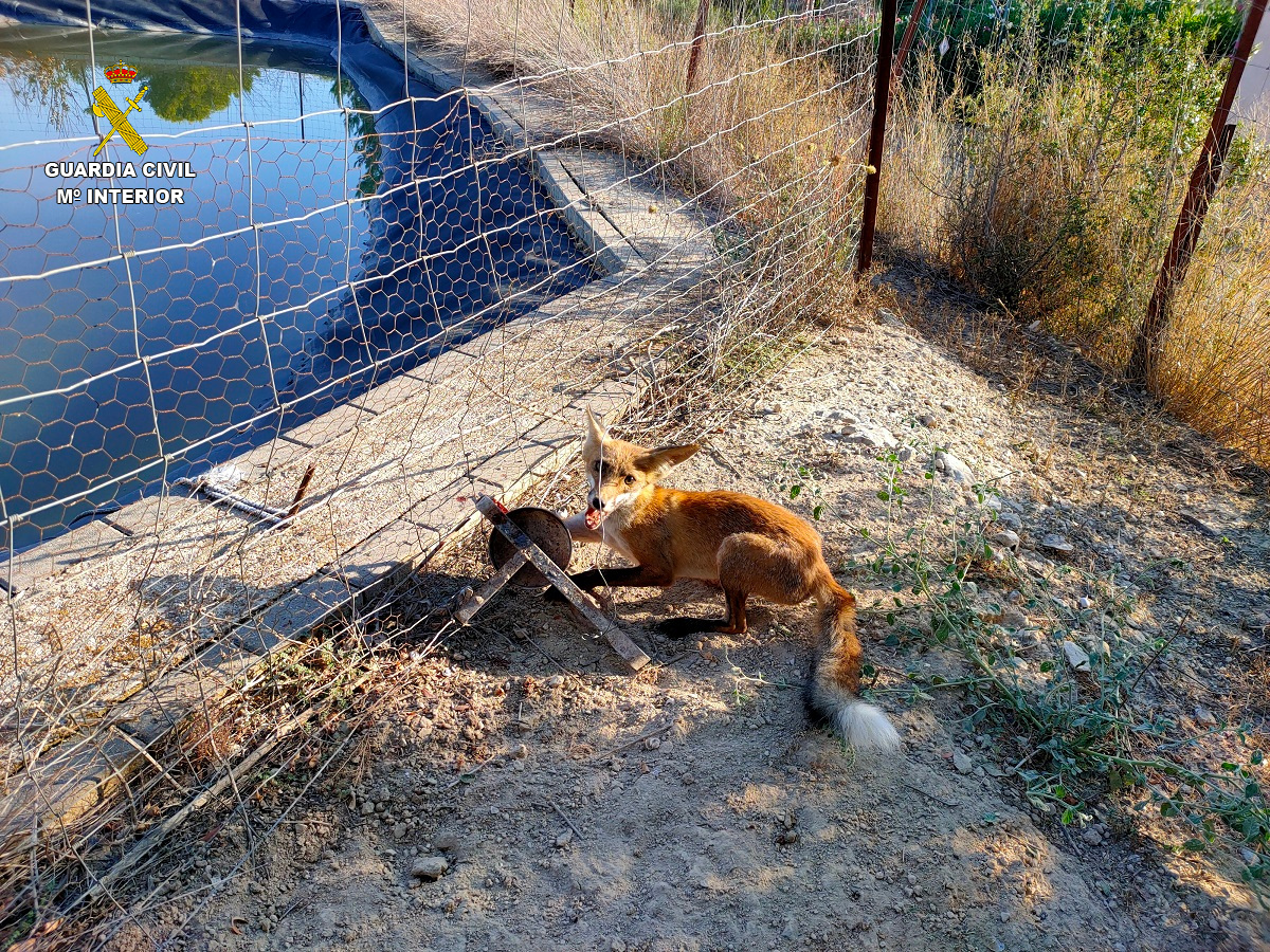 FOTO zorro malherido