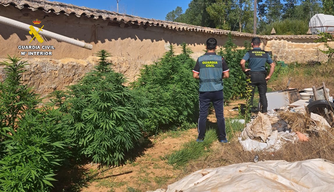 Foto plantacion palencia 1