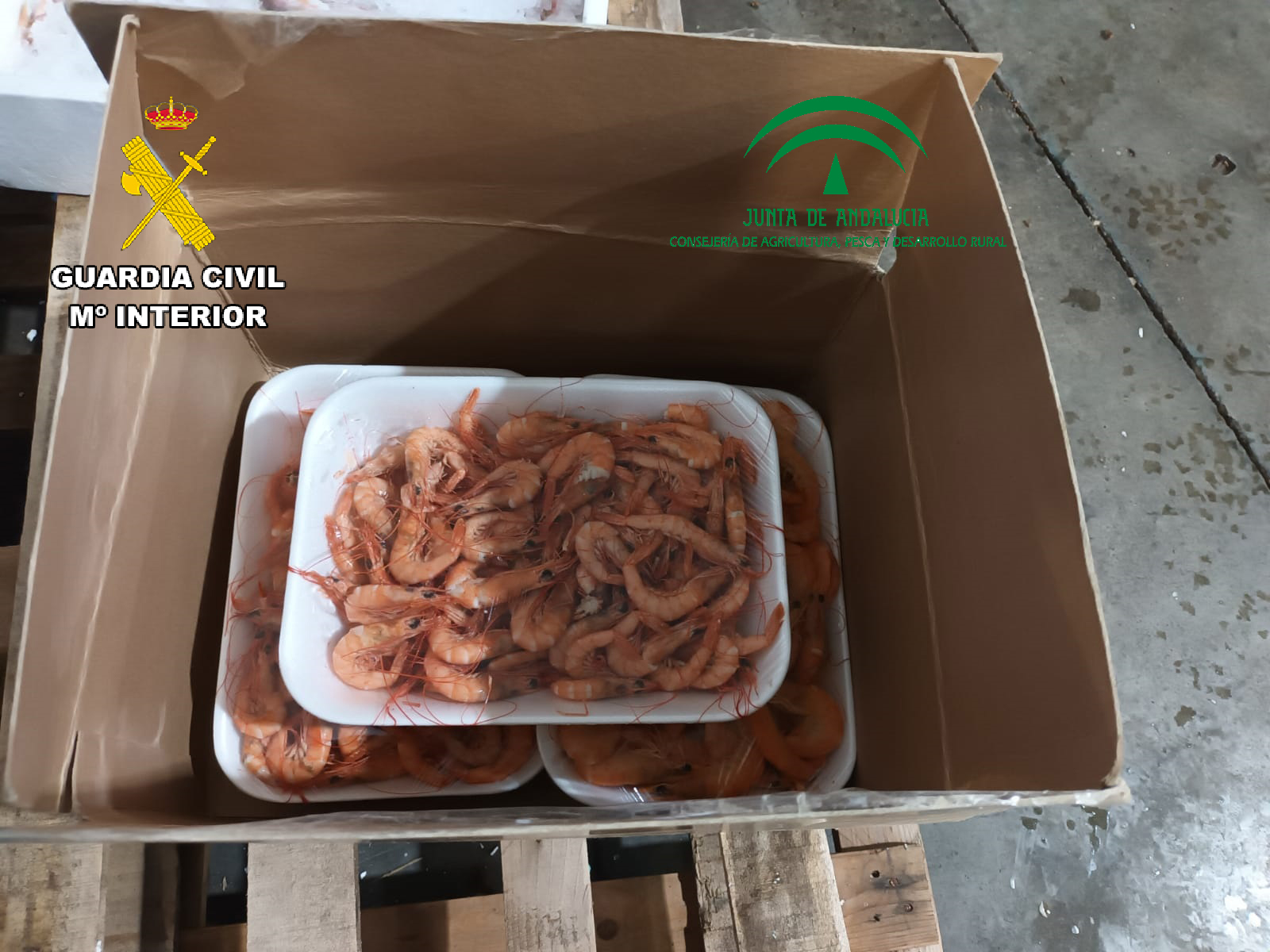 GAMBAS LANGOSTINOS