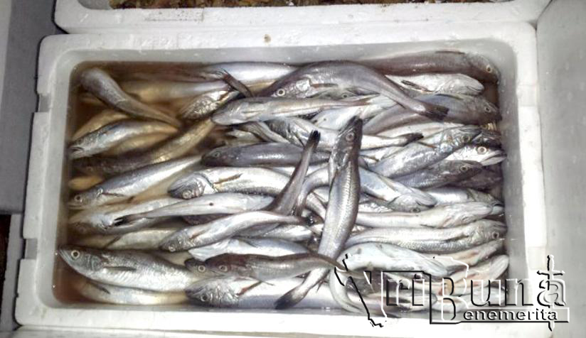 GGC Pescado