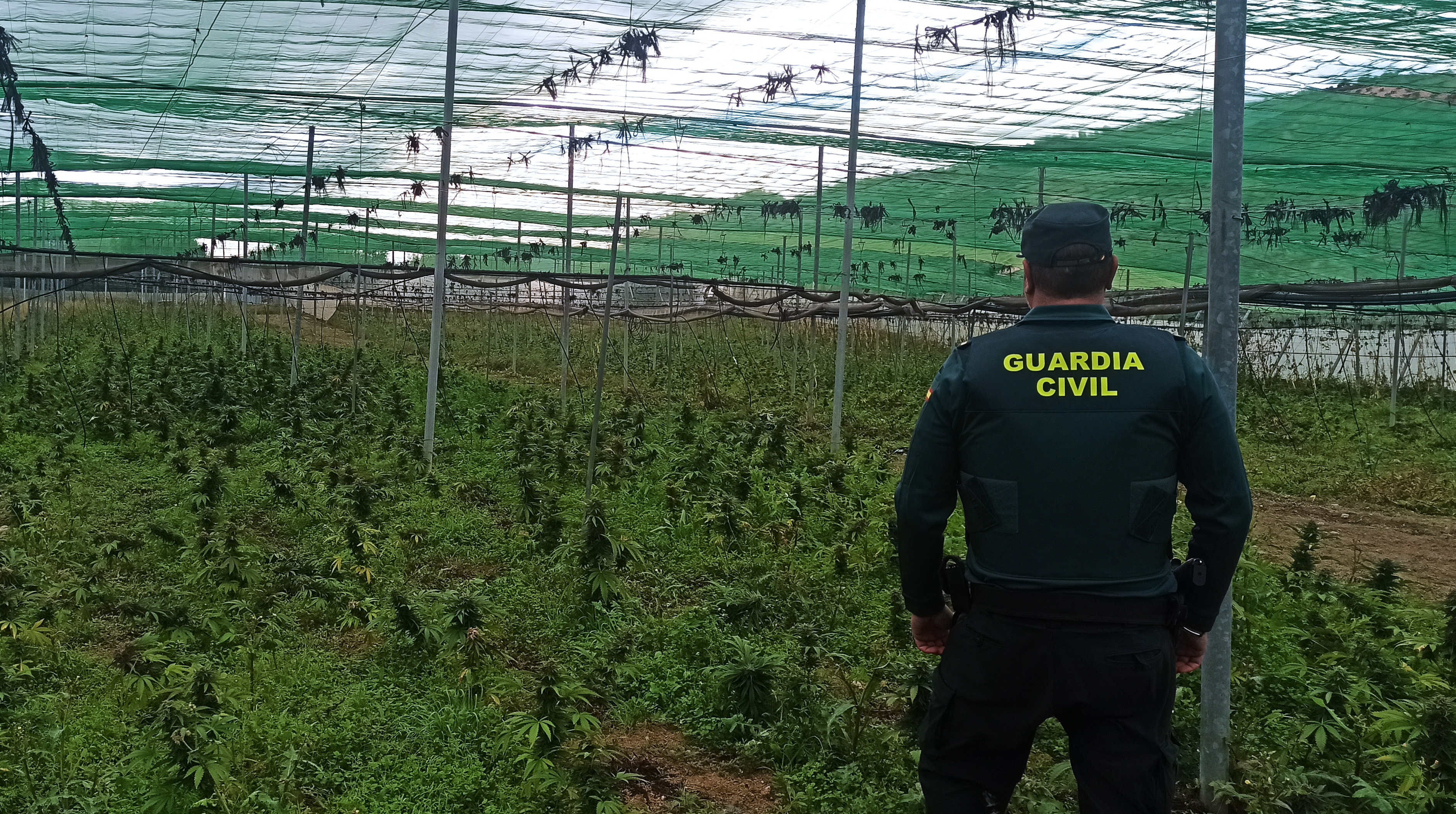 IMG 2 plantacion invernadero