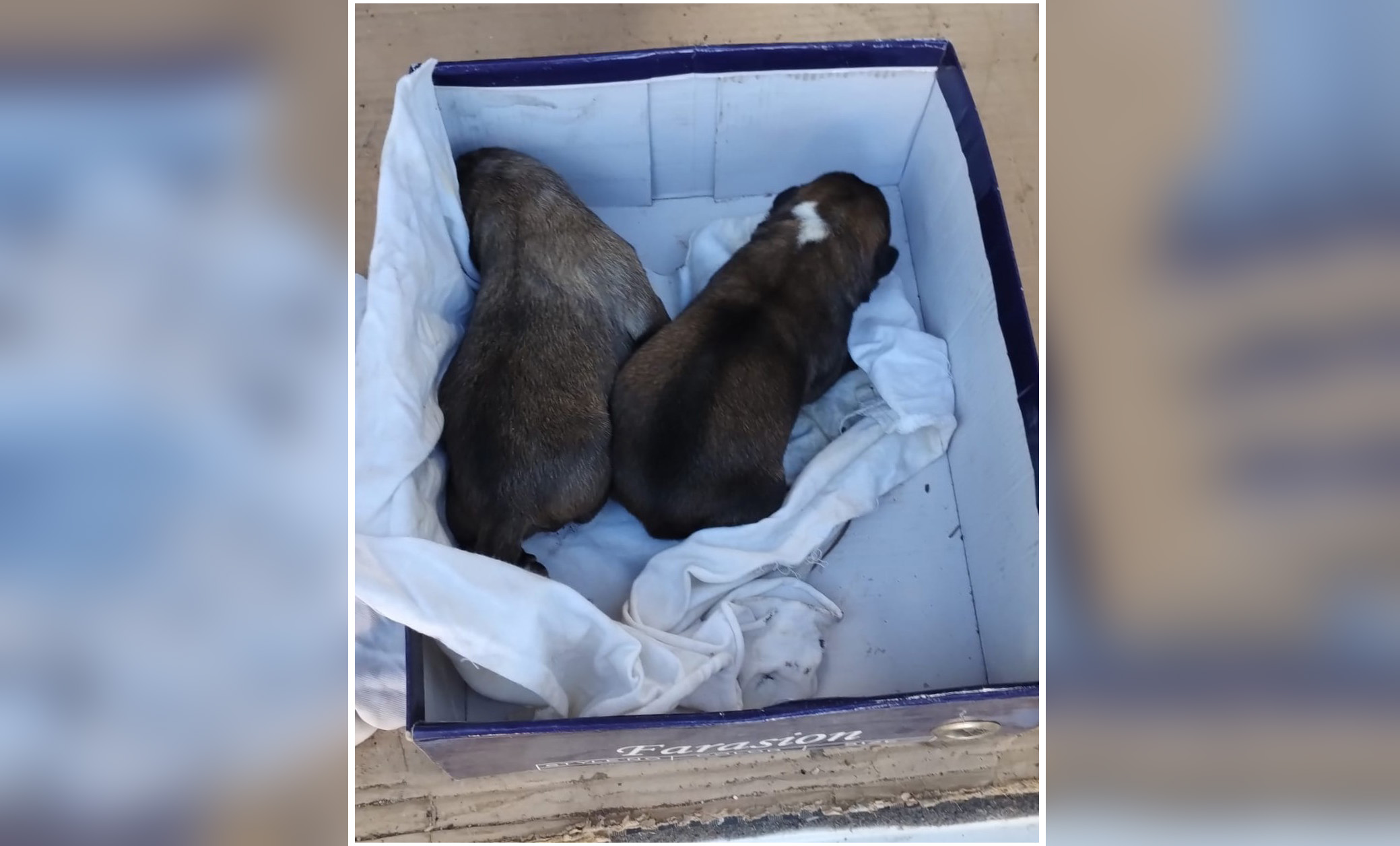 Imagen PRENSA cachorros albacete 2