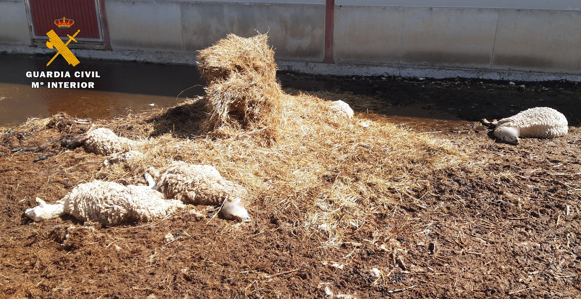 Imagen PRENSA albacete animales muertos