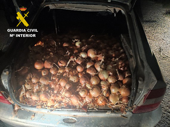 Imagen PRENSA cebollas