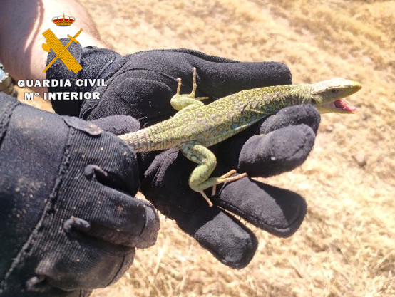 Imagen PRENSA lagarto ocelado