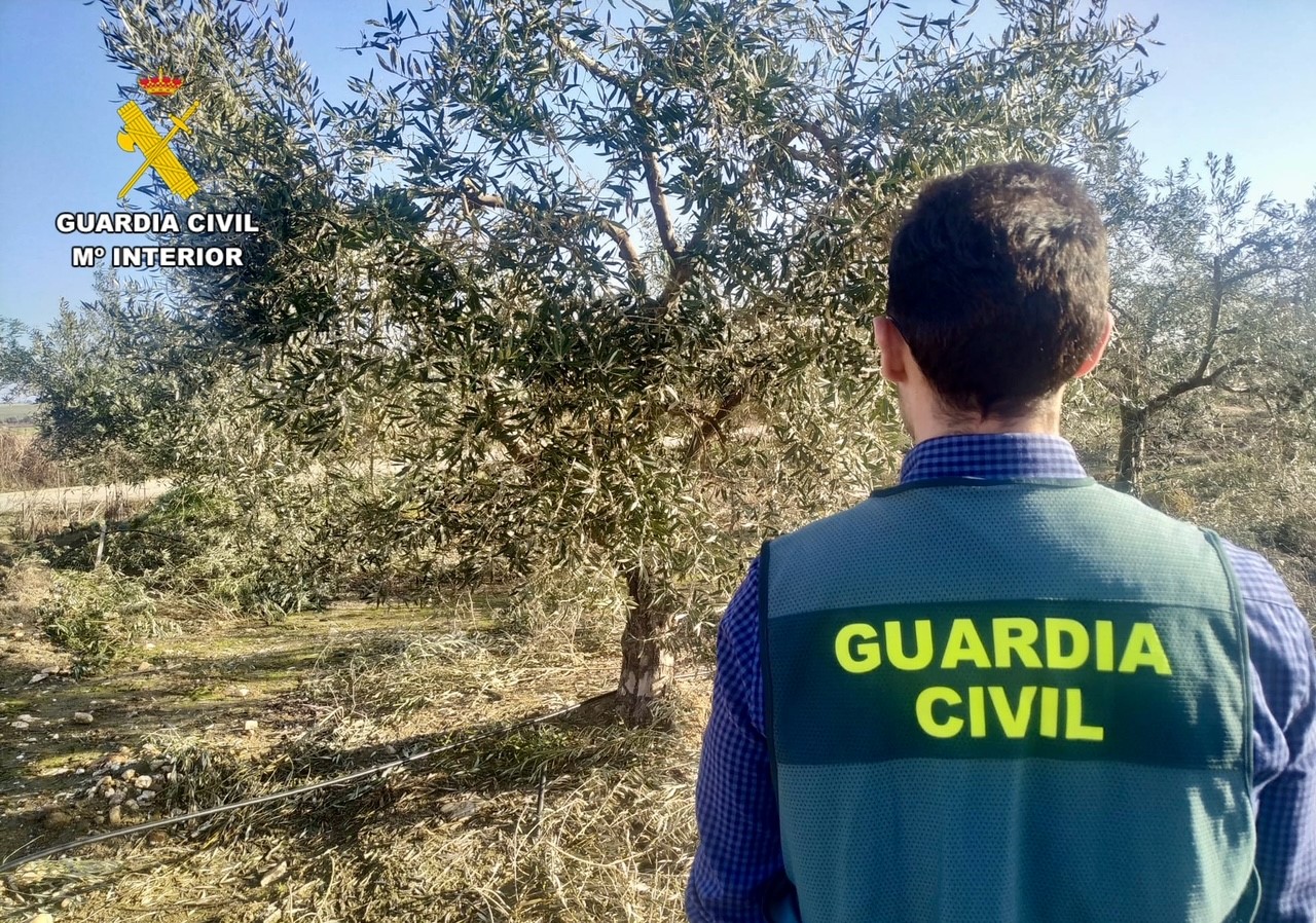 Imagen agente Equipo ROCA olivar