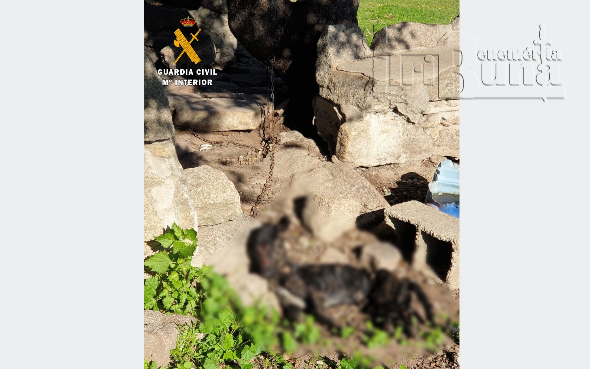 Imagen del animal hallado muerto