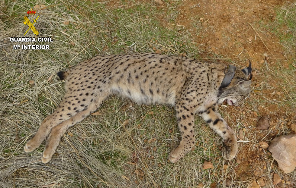 Imagen lince fallecido