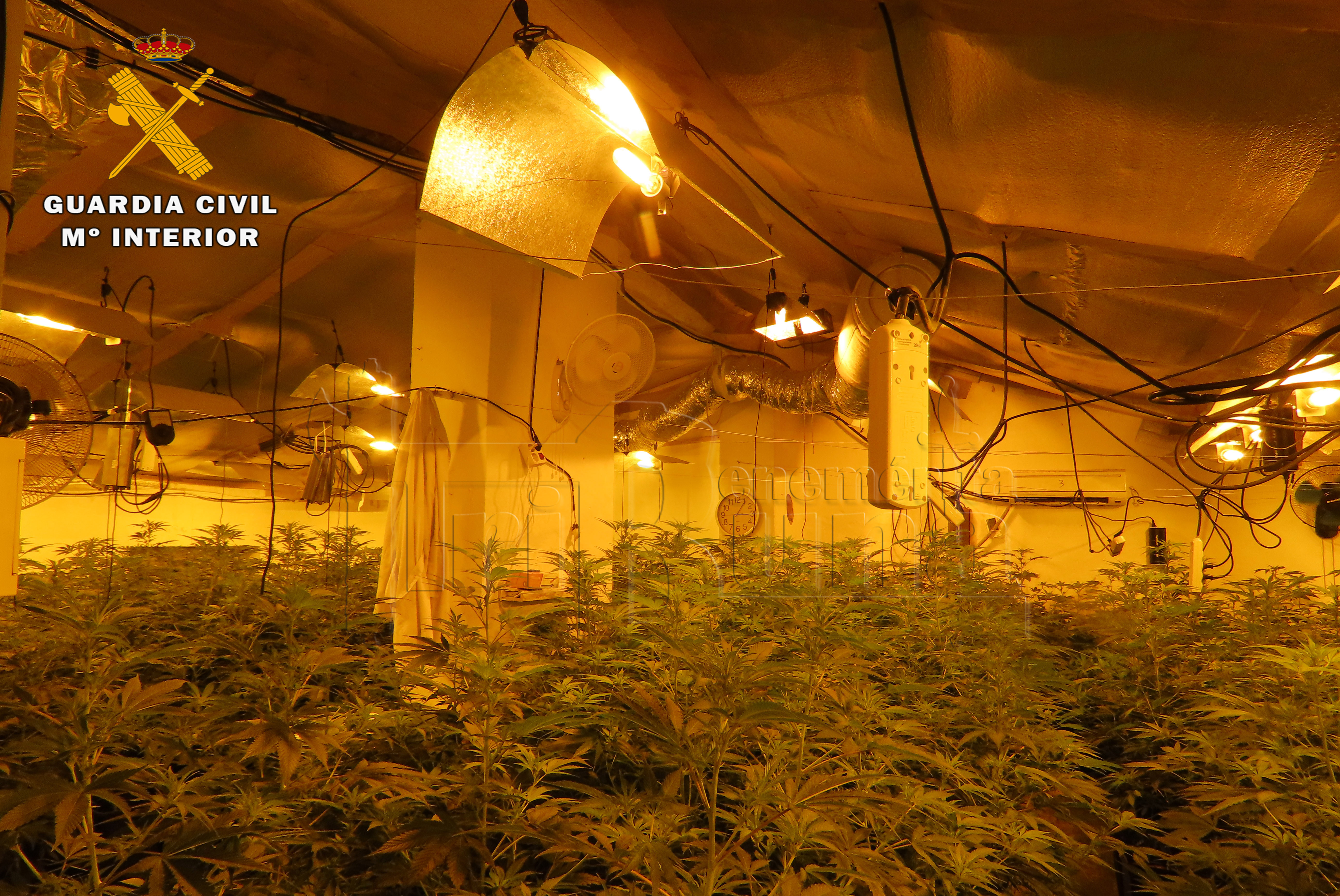 Imagen plantacion albacete marca de agua