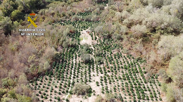 Incautacion marihuana zaragoza 2