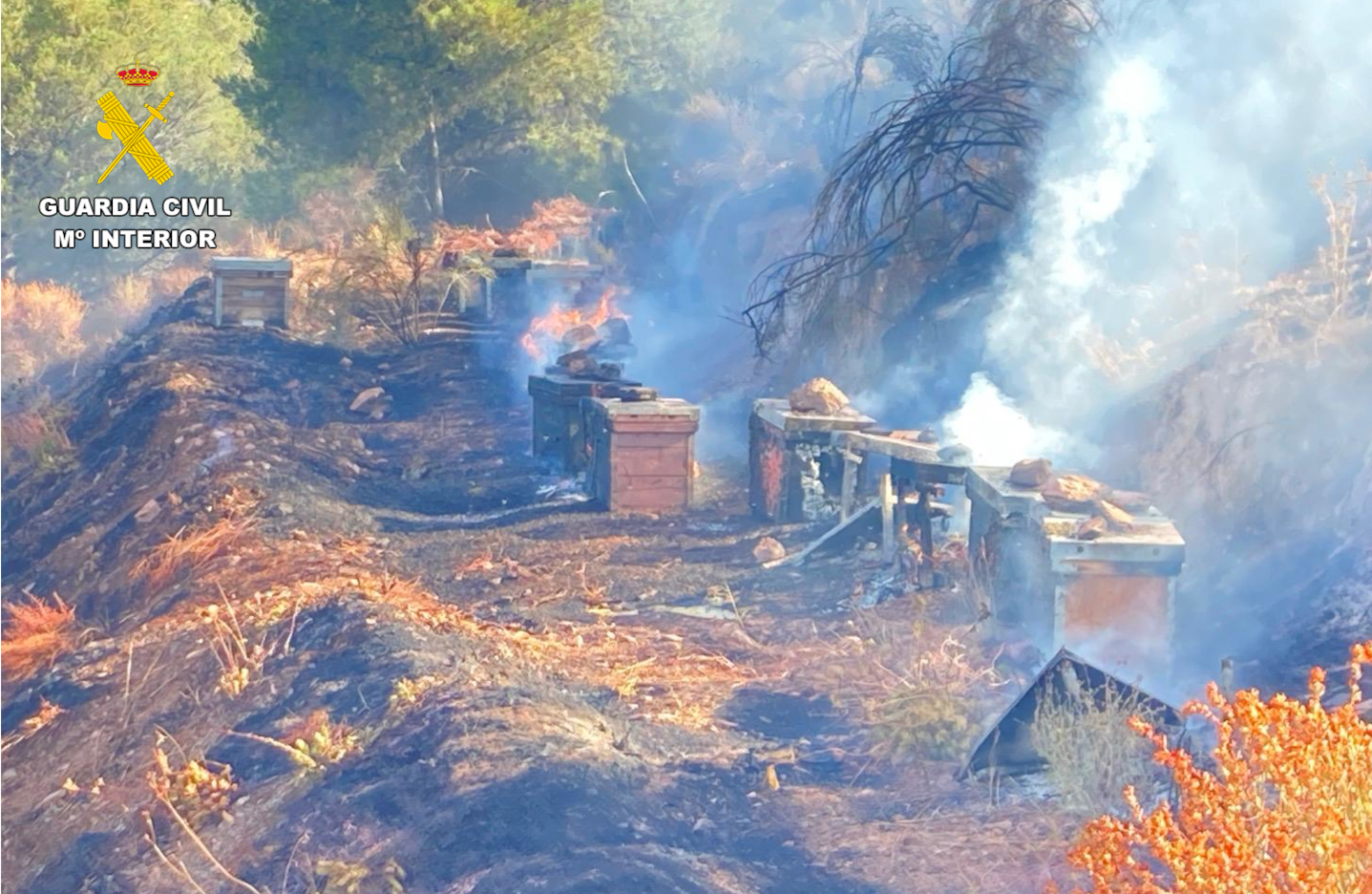 Incendio colmenas