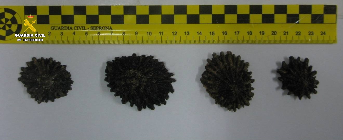 LAPA FERRUGINEA
