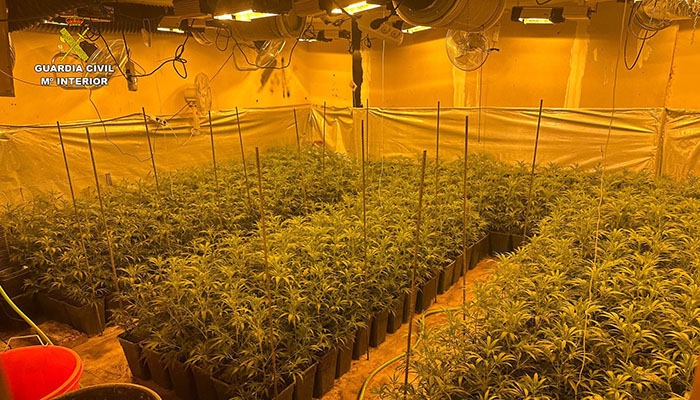 La Guardia Civil descubre una plantacion de marihuana cuenca