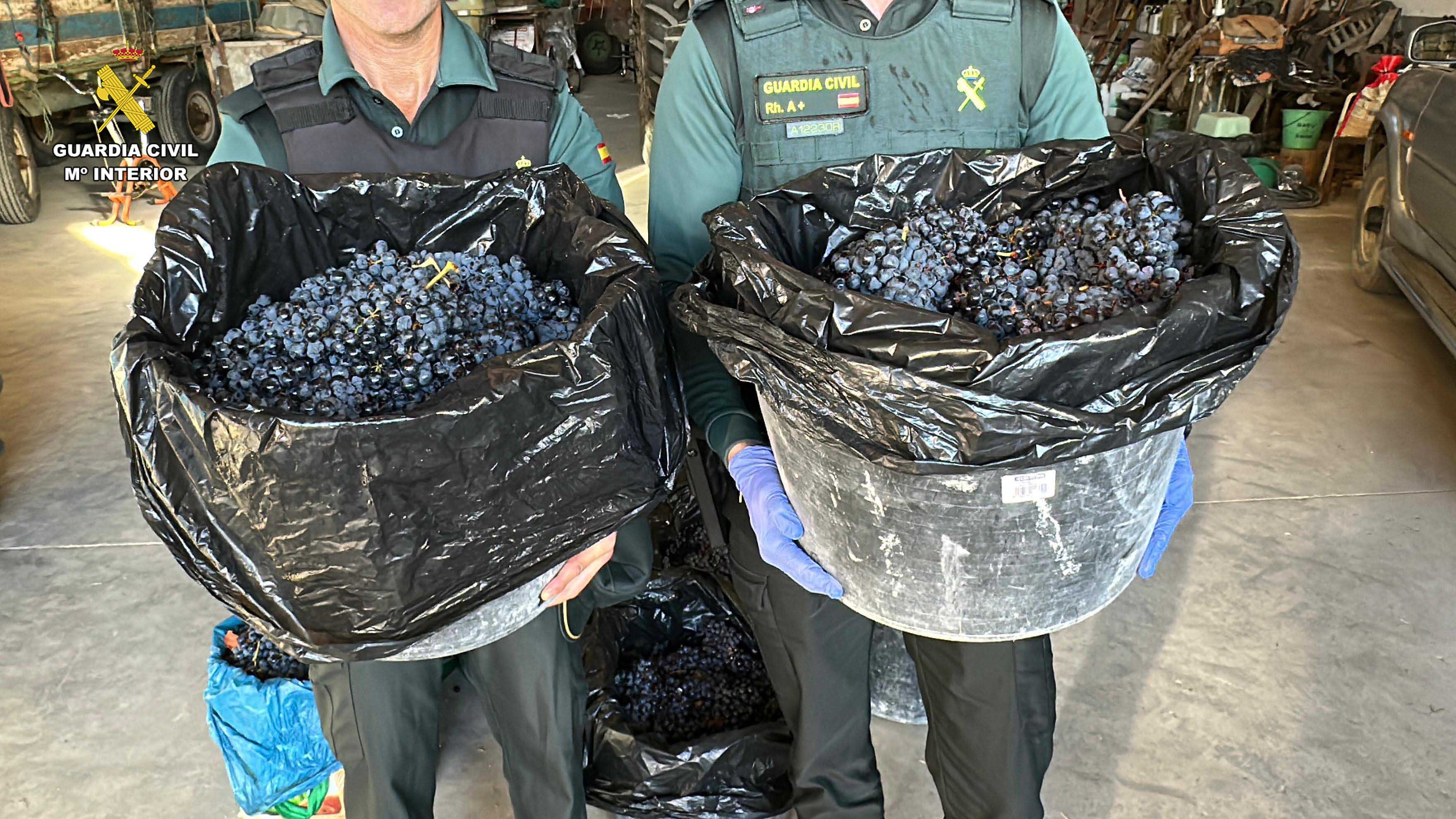 La Rioja Hurto de uva 3