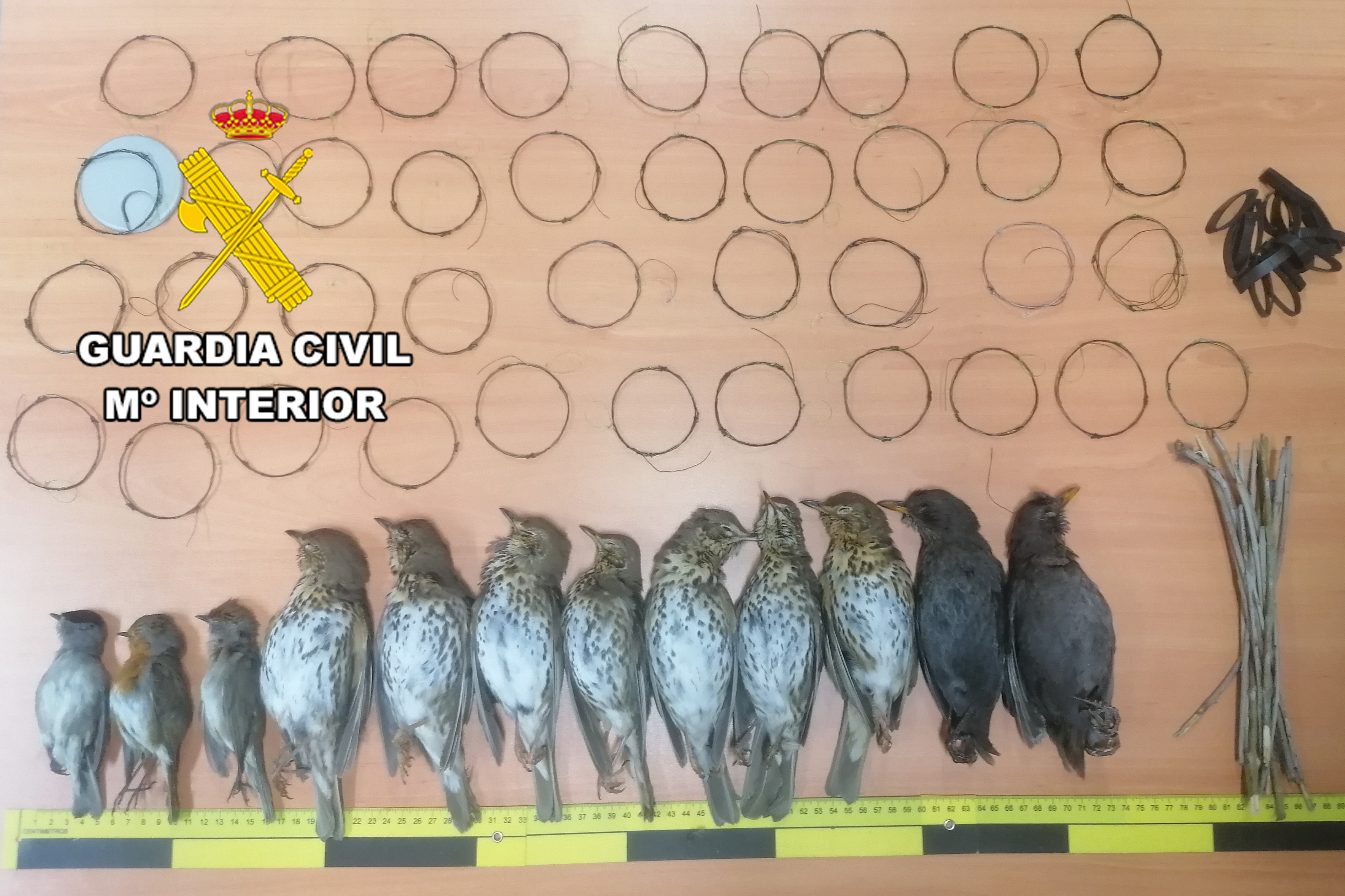 Lazos Perchas Torreperogil 2