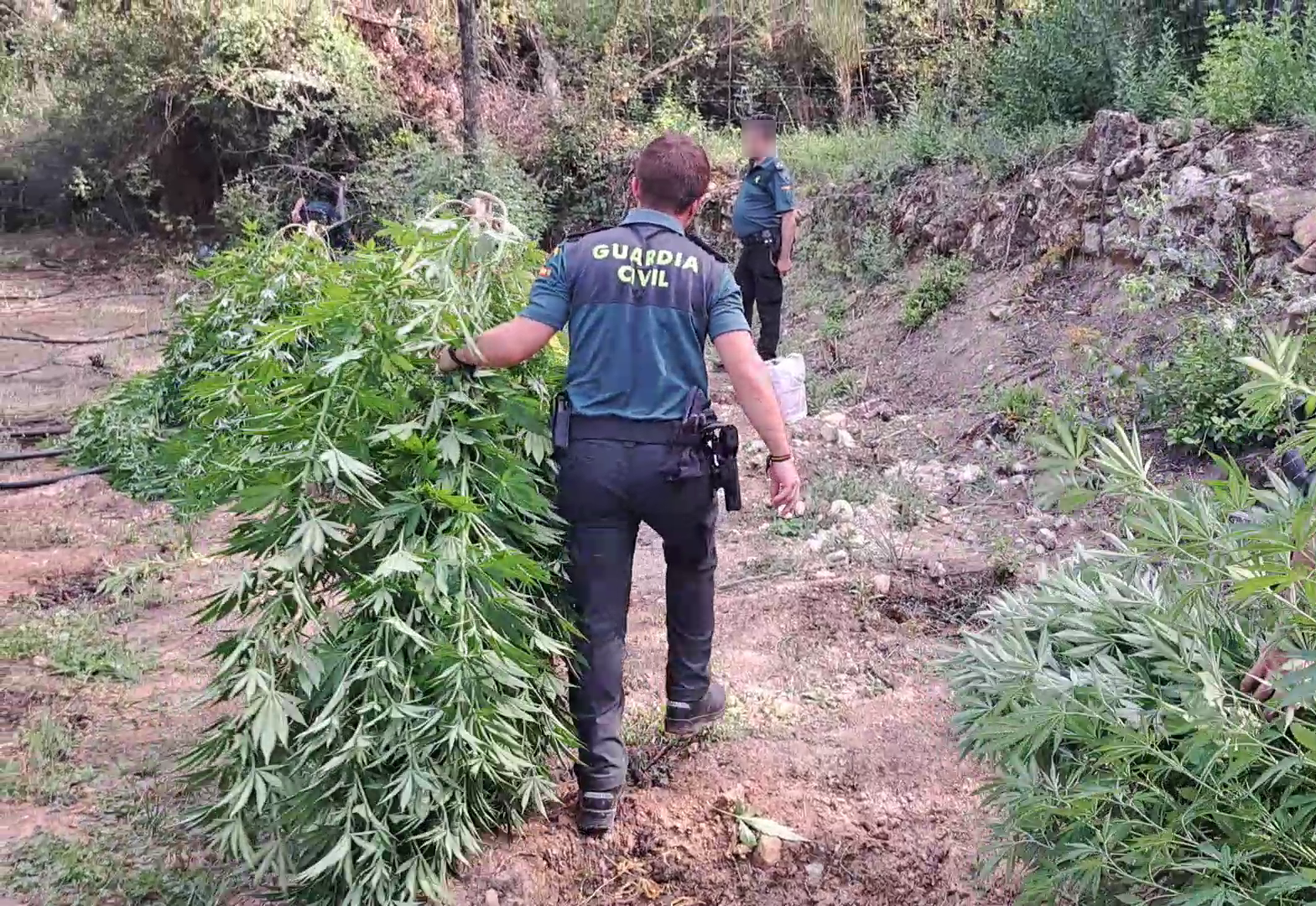 MARIHUANA BEAS MILLER 2