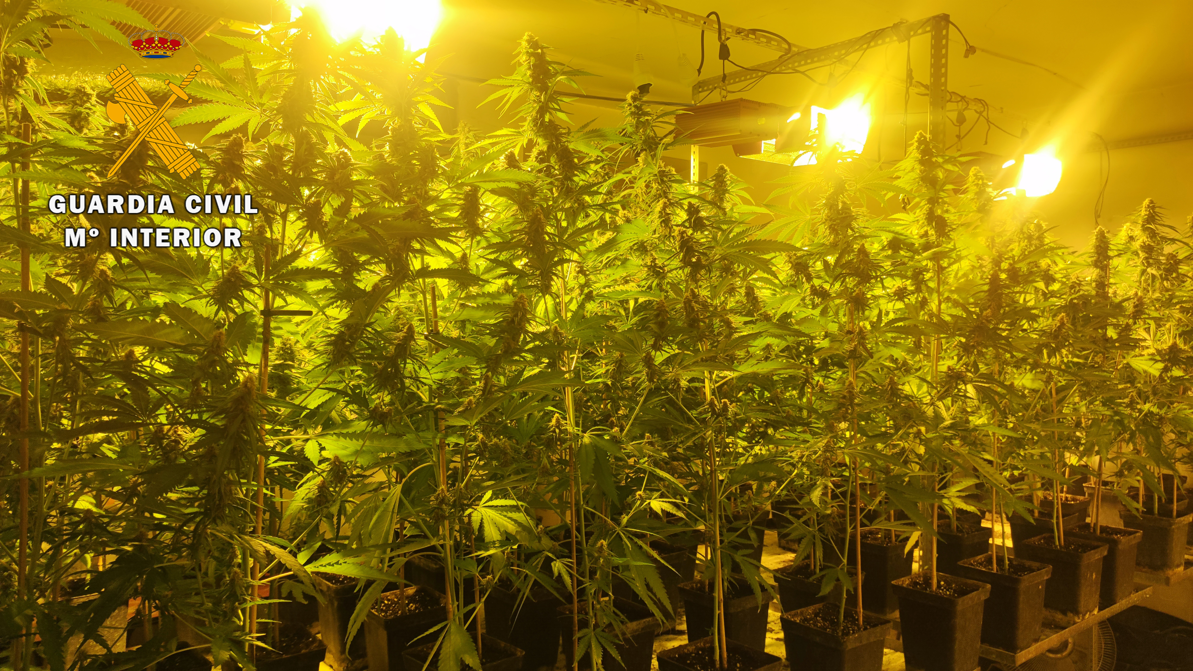 MARIHUANA MANCHA REAL