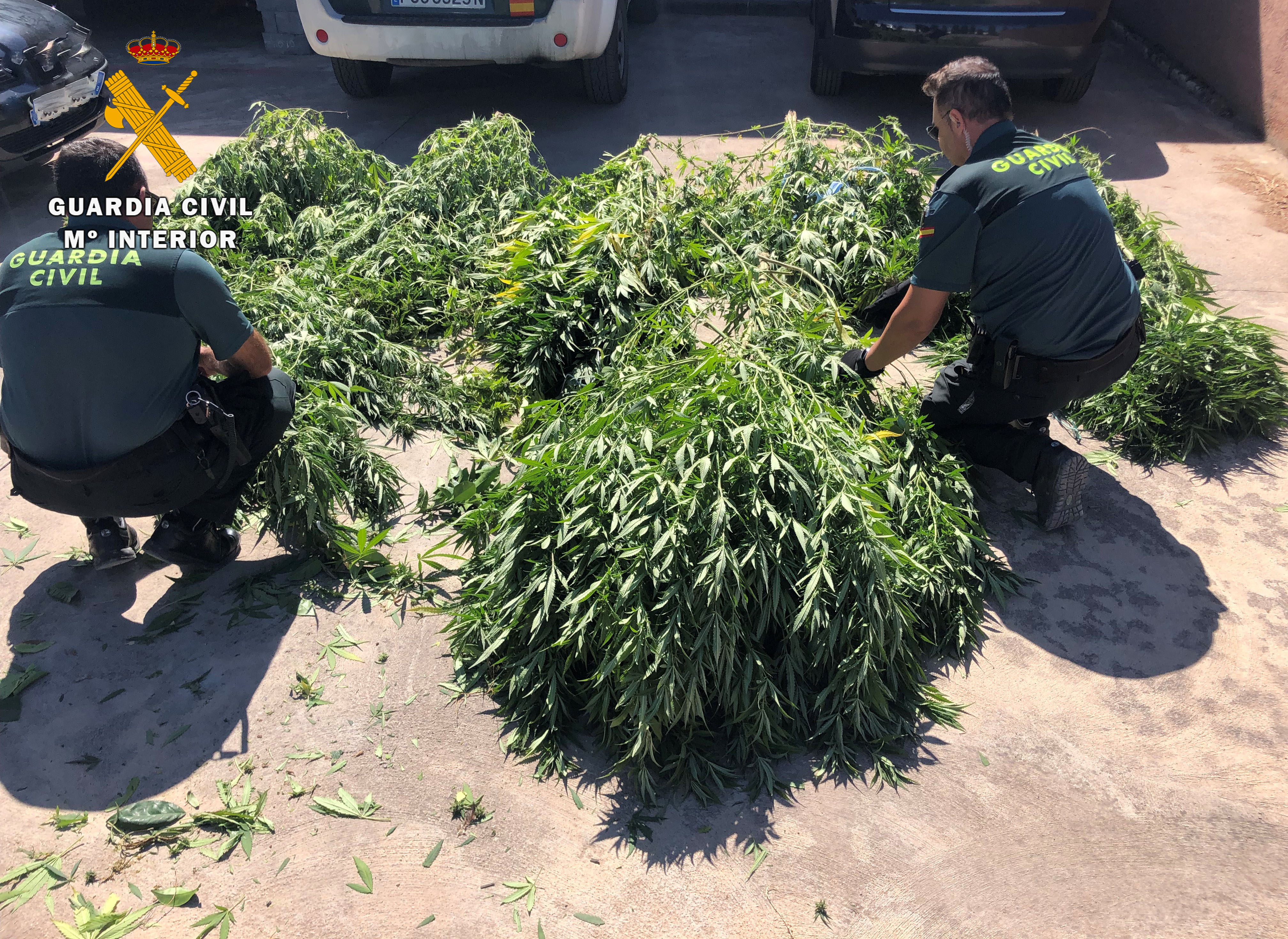 MARIHUANA PUENTE GENIL 1