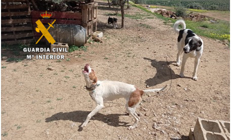Maltrato animales 1