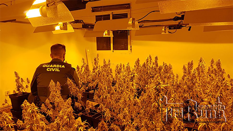 Marihuana Guardia Civil marca de agua