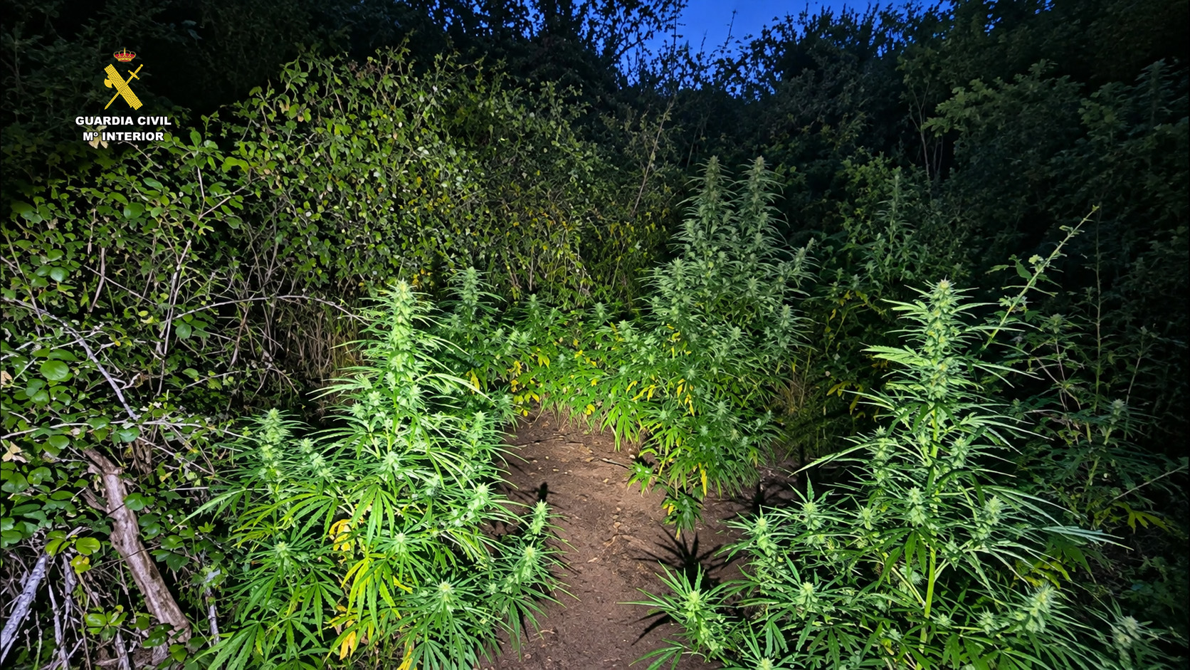 Marihuana Robles del Castillo 3