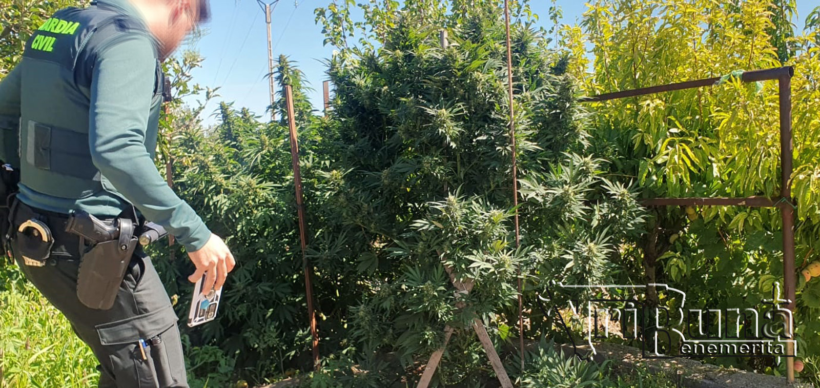 Marihuana Santa Eulalia Bajera 7