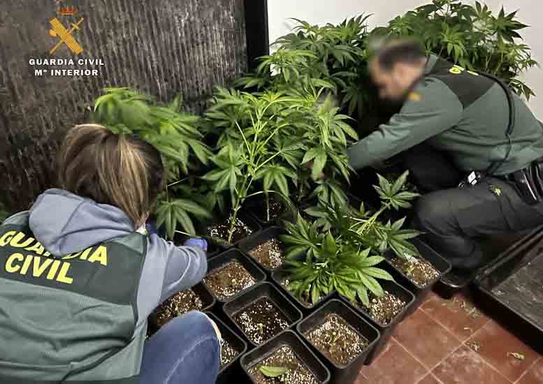 Marihuana albelda 1