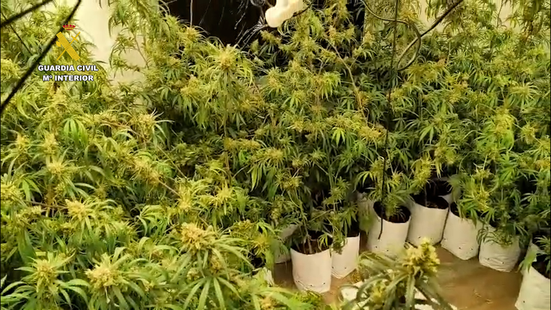 Marihuana indoor valencia editada.00 00 27 24.Imagen fija003