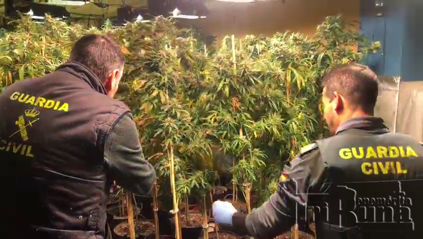Marihuana operación enero 2023