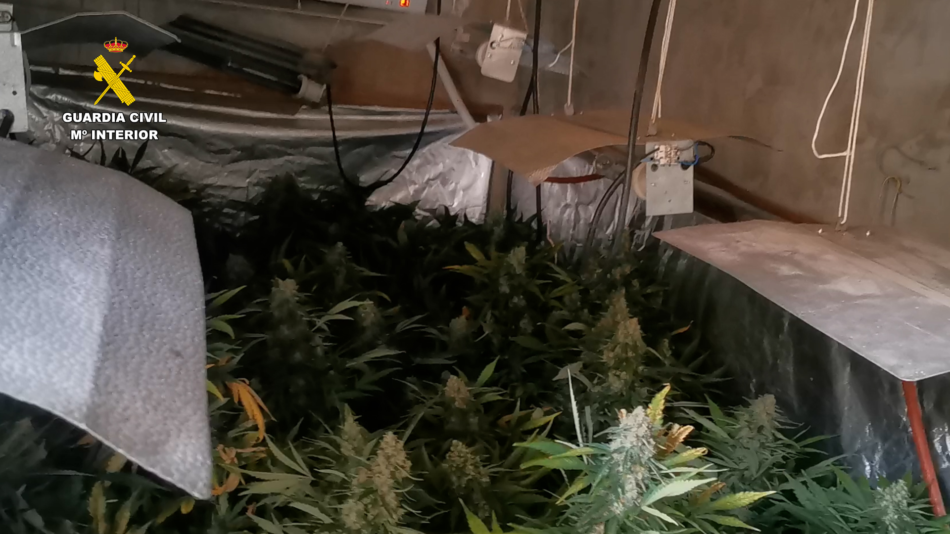 OPC CORDOBA PLANTACIÓN MARIHUANA PEÑARROYA PUEBLONUEVO 02