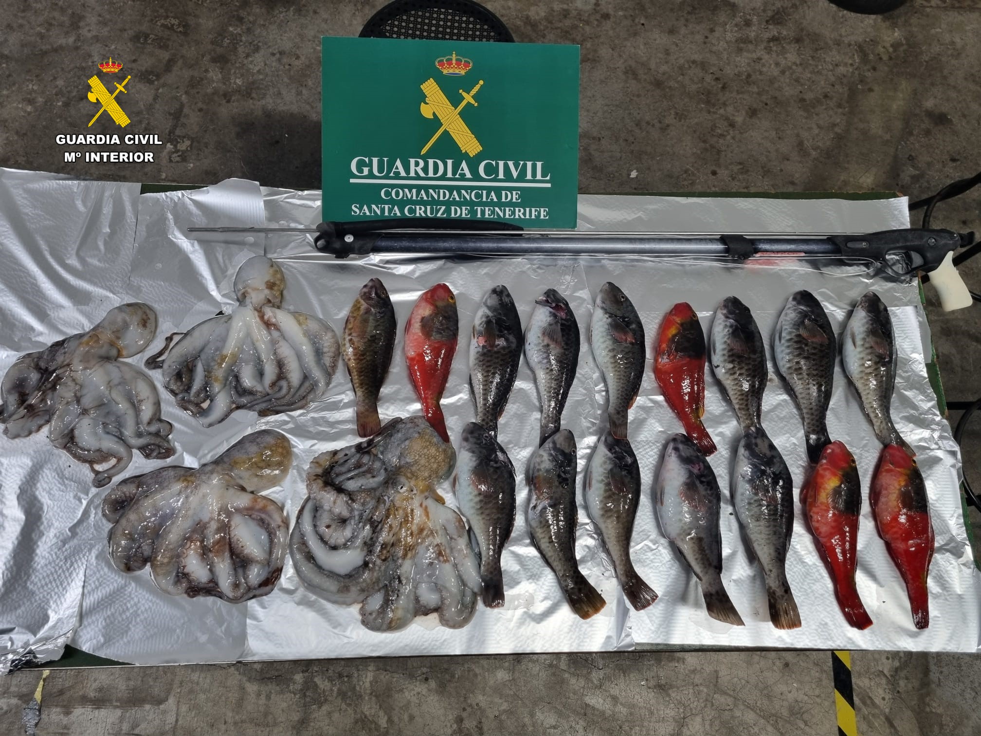 PESCADO INCAUTADO
