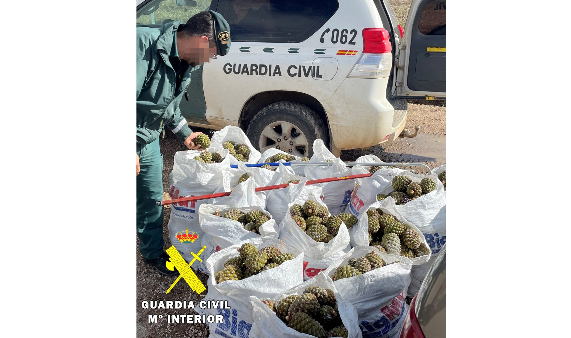 PIÑAS PIÑONERAS 800kg