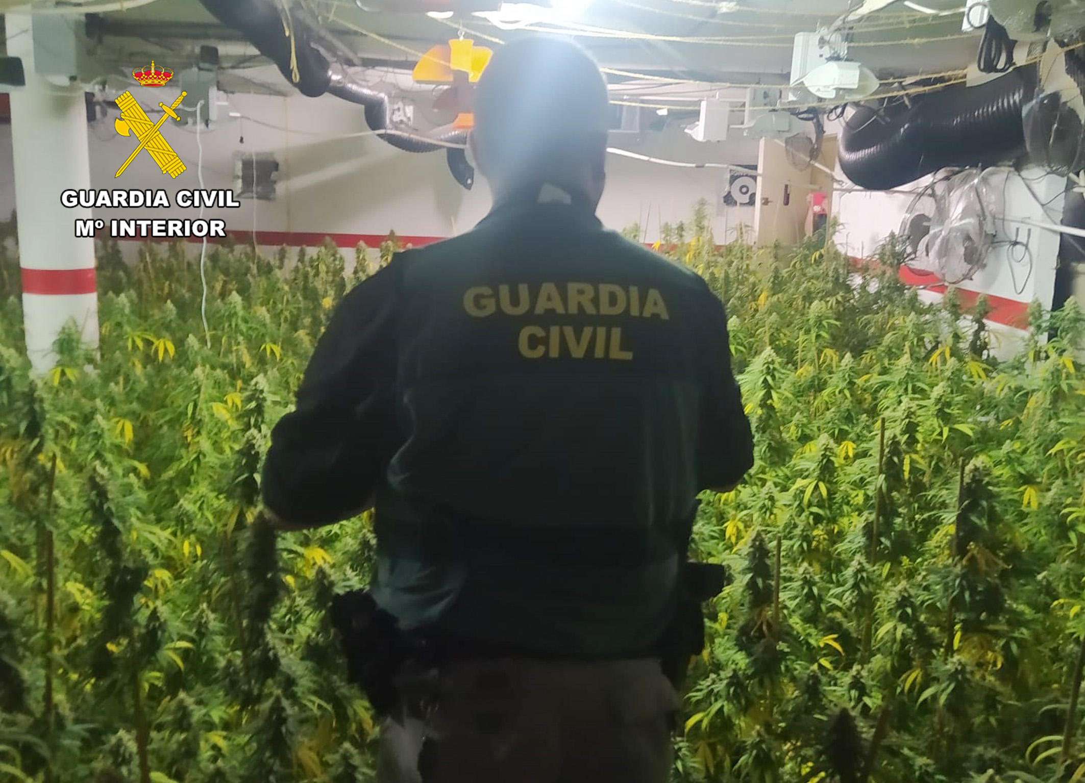PLANTACION DROGA MARIHUANA MURCIA